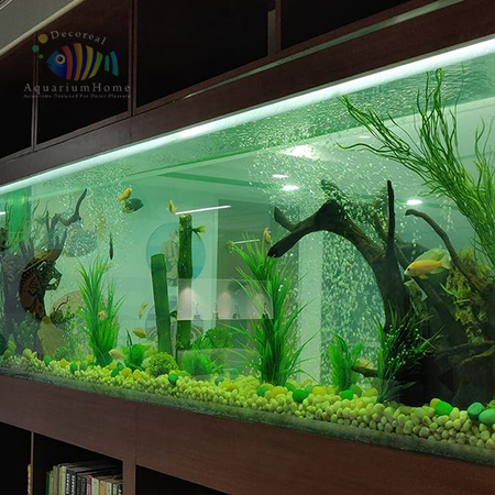 Aquarium Home Gurgaon