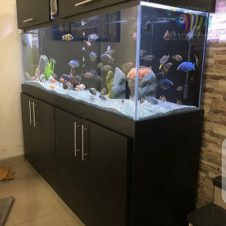 Aquarium Home Gurgaon