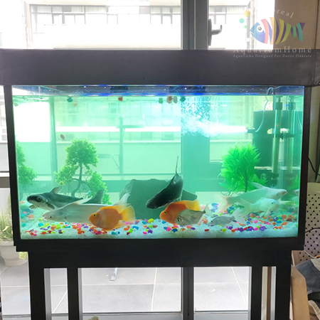 Aquarium Home Gurgaon